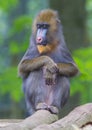 Portrait of the adult mandrill Royalty Free Stock Photo
