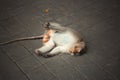 Portrait of an adult monkey lying on the floor