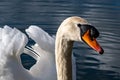 Portrait of adult mute swan, cygnus olor Royalty Free Stock Photo