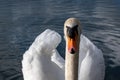 Portrait of adult mute swan, cygnus olor Royalty Free Stock Photo
