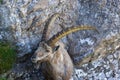 Portrait adult alpine capra ibex capricorn standing on rock Royalty Free Stock Photo