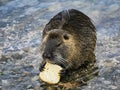 Portrait of adult nutria eating bread Royalty Free Stock Photo