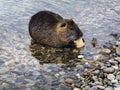 Portrait of adult nutria eating bread Royalty Free Stock Photo