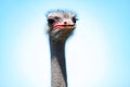Portrait of an adult ostrich bird. Close-up head on the blue sky