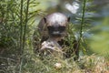 Portrait of an adult otter eating fish among the undergrowth