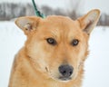 Portrait of an adult red dog on snow background