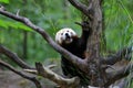 Portrait of adult Red panda - Ailurus fulgens Royalty Free Stock Photo