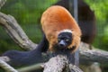 Portrait of an adult red ruffed lemur