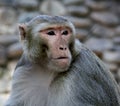 Portrait of an adult Rhesus macaque (Macaca mulatta) : (pix Sanjiv Shukla) Royalty Free Stock Photo