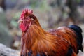 Portrait of adult rooster. He showing his larger comb