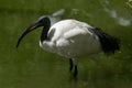 Portrait of an adult sacred ibis Royalty Free Stock Photo