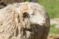 Portrait of adult sheep