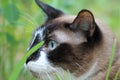 Portrait Siamese cat head in profile