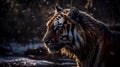 Portrait of an adult Siberian tiger relaxing in rain. Close up.