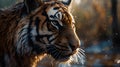 Portrait of an adult Siberian tiger relaxing in rain. Close up.