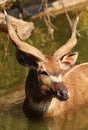 Portrait of adult sitatunga antelope Royalty Free Stock Photo