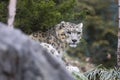 Portrait of adult snow leopard Panthera uncia