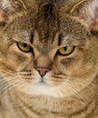 Portrait of an adult straight-eared Scottish gray cat, close up