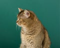 Portrait of an adult straight-eared Scottish gray cat