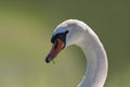 a Portrait of a adult swan