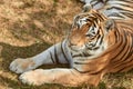 Beautiful tigress portrait Royalty Free Stock Photo