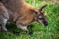 Portrait Of Adult Wallaby Macropodidae On The Green Grass
