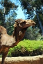 A brown Bactrian camel with a trees on the background