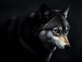 Portrait of adult wolf on dark background, generative ai