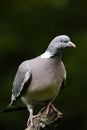 A portrait of an adult Woodpigeon (Columba palumbus).