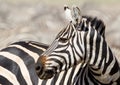 Portrait headshot of Adult Zebra Serengeti Tanzania Royalty Free Stock Photo