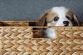 Portrait of affectionate little brown white puppy of dog welsh pembroke corgi peeping out of natural wicker basket.