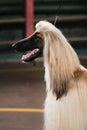 A light-colored greyhound with long, fluffy ears and a black muzzle and a protruding tongue. Portrait of an Afghan greyhound in Royalty Free Stock Photo