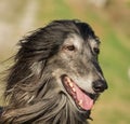 Portrait of an Afghan hound.The Afghan Hound is a hound that is distinguished by its thick, fine, silky coat .The breed was select