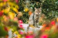 Afraid Dirty Homeless Gray Cat Sitting Outdoor In Flower Bed Royalty Free Stock Photo