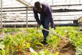 African male worker caring of beetroot plants