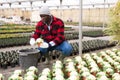 Portrait of african american man gardener holding pot with Brassicaceae flowers