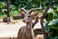 Portrait of African antilope, kudu Royalty Free Stock Photo