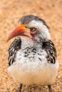 Portrait of african bird captured in Kruger Nactional Park South Africa