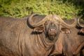 Portrait of an african buffalo or Cape buffalo Syncerus caffer, Madikwe Game Reserve, South Africa.