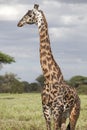 Portrait of african bull giraffe Royalty Free Stock Photo