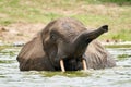 Portrait of an African bush elephant baby swimming in the water Royalty Free Stock Photo