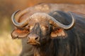 Portrait of an African or Cape buffalo, Kruger National Park, South Africa Royalty Free Stock Photo