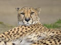 Portrait of African Cheetah Royalty Free Stock Photo