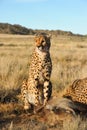 Portrait of an African cheetah guarding its meal Royalty Free Stock Photo