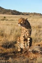 Portrait of an African cheetah guarding its meal Royalty Free Stock Photo