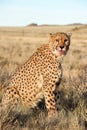 Portrait of an African cheetah guarding its meal Royalty Free Stock Photo