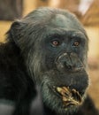 Portrait of african chimpanzee Royalty Free Stock Photo