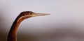 Portrait of the African Darter