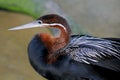 African Darter, Anhinga melanogaster rufa Royalty Free Stock Photo