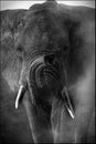 Portrait of an African elephant in monochrome Royalty Free Stock Photo